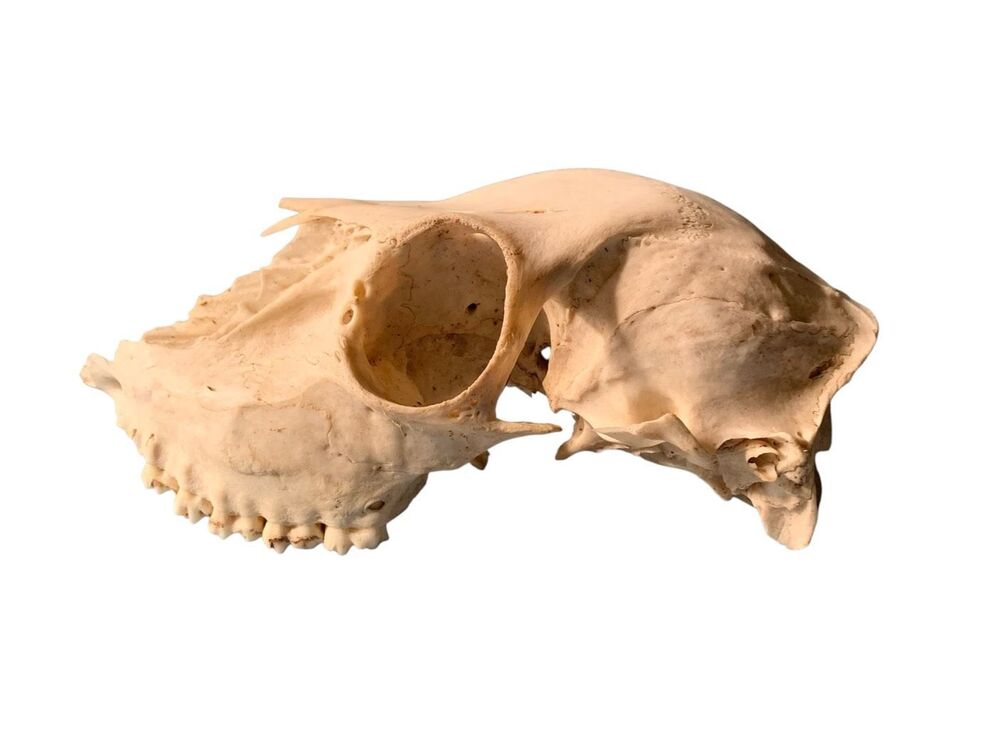 Real Deer Skull with TEETH Taxidermy Skeleton Animal Bones Cottage Core Goth Man